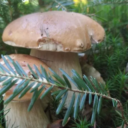 Filiak Πανσιόν Yablunytsya