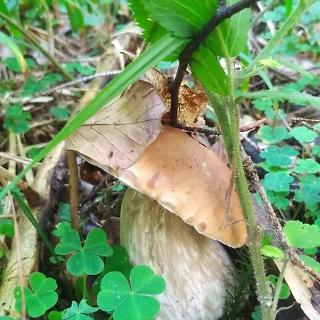 Πανσιόν Filiak