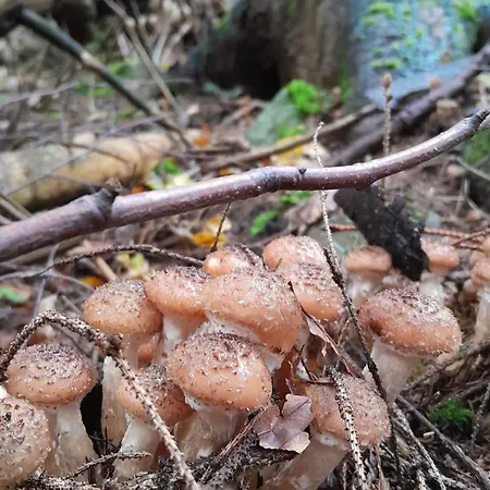 Filiak Πανσιόν